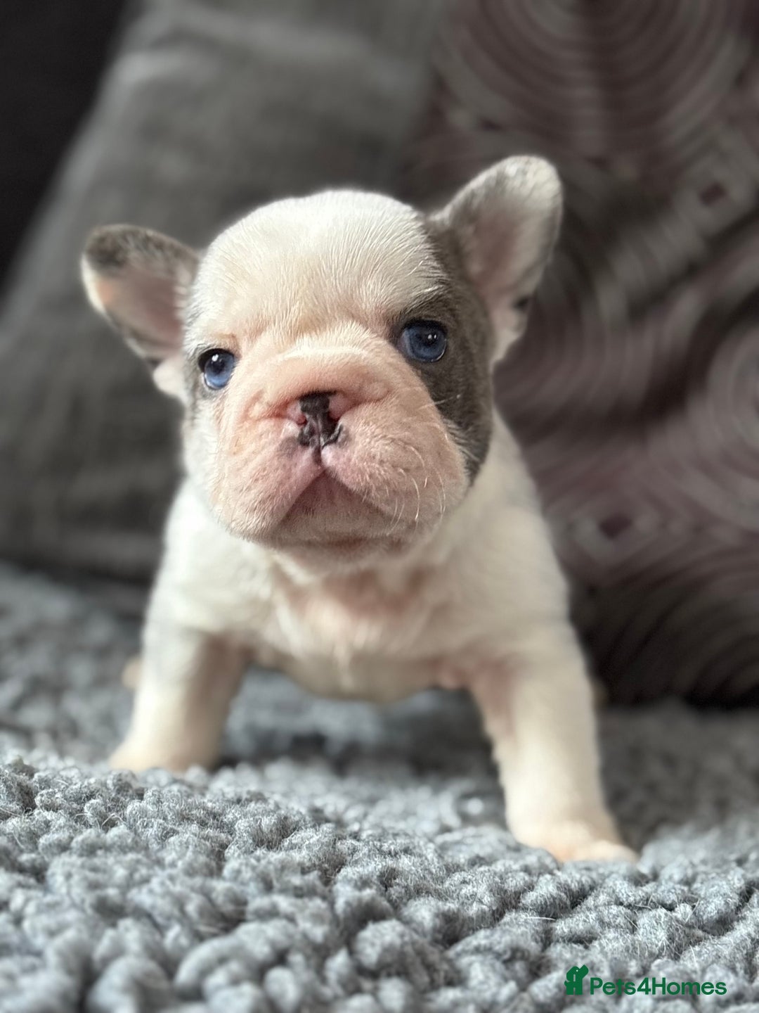 French Bulldog dogs for sale: Beautiful French bulldog puppies Available  - Image 1