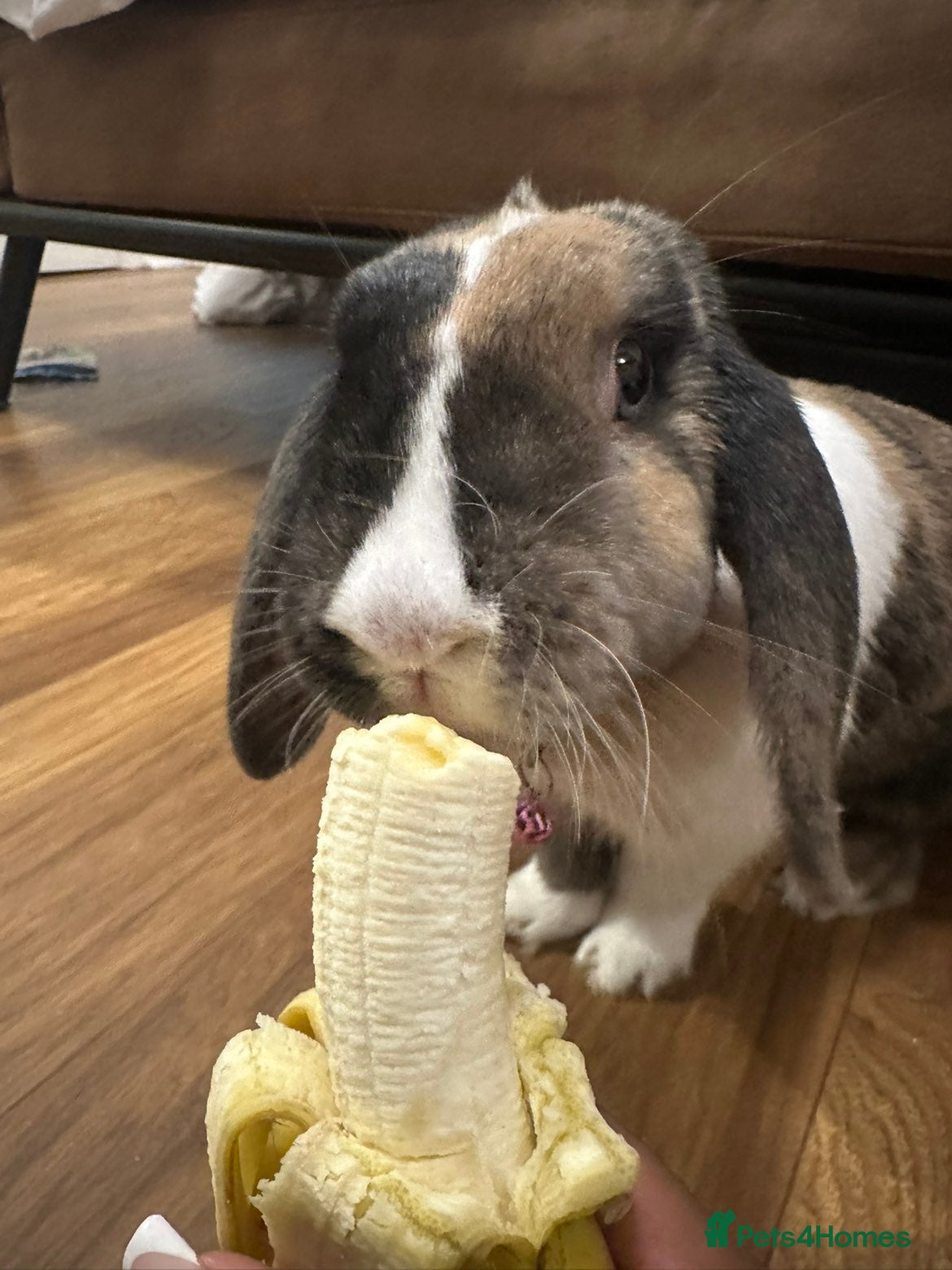 Mixed Breed rabbits Mini lop x rex for sale!! - Advert 10