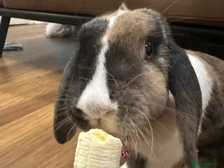 Mixed Breed rabbits Mini lop x rex for sale!! - Advert 10