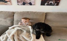 Cockapoo dogs for sale: 3 puppies left - ready now  - Image 5