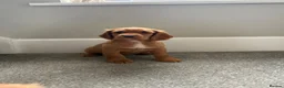 Cocker Spaniel dogs for sale: Cocker spaniel puppy’s  - Advert 14
