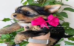 Mixed Breed dogs for sale: Yorkshire Terrier  in Ipswich - Image 4
