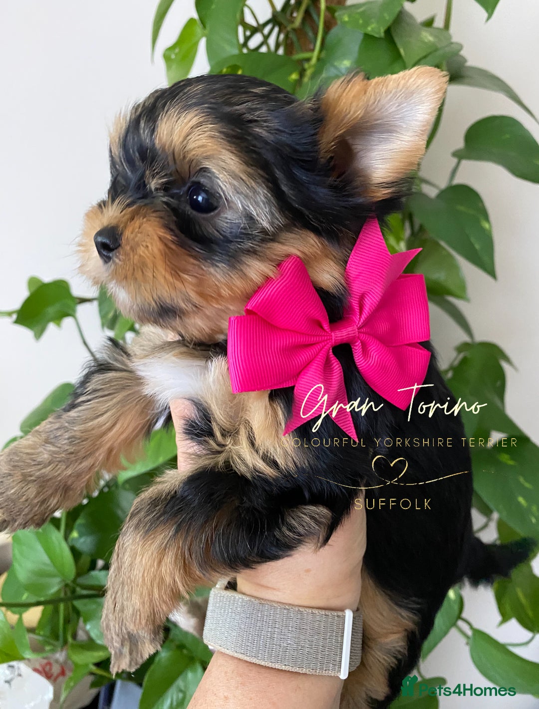 Mixed Breed dogs for sale: Yorkshire Terrier  in Ipswich - Image 4
