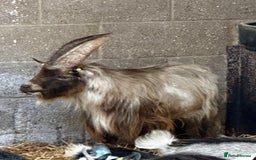 Goats livestock for sale: PYGMY BILLY - PROVEN - Image 6