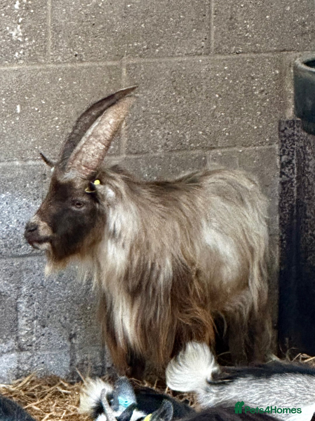 Goats livestock for sale: PYGMY BILLY - PROVEN - Image 6