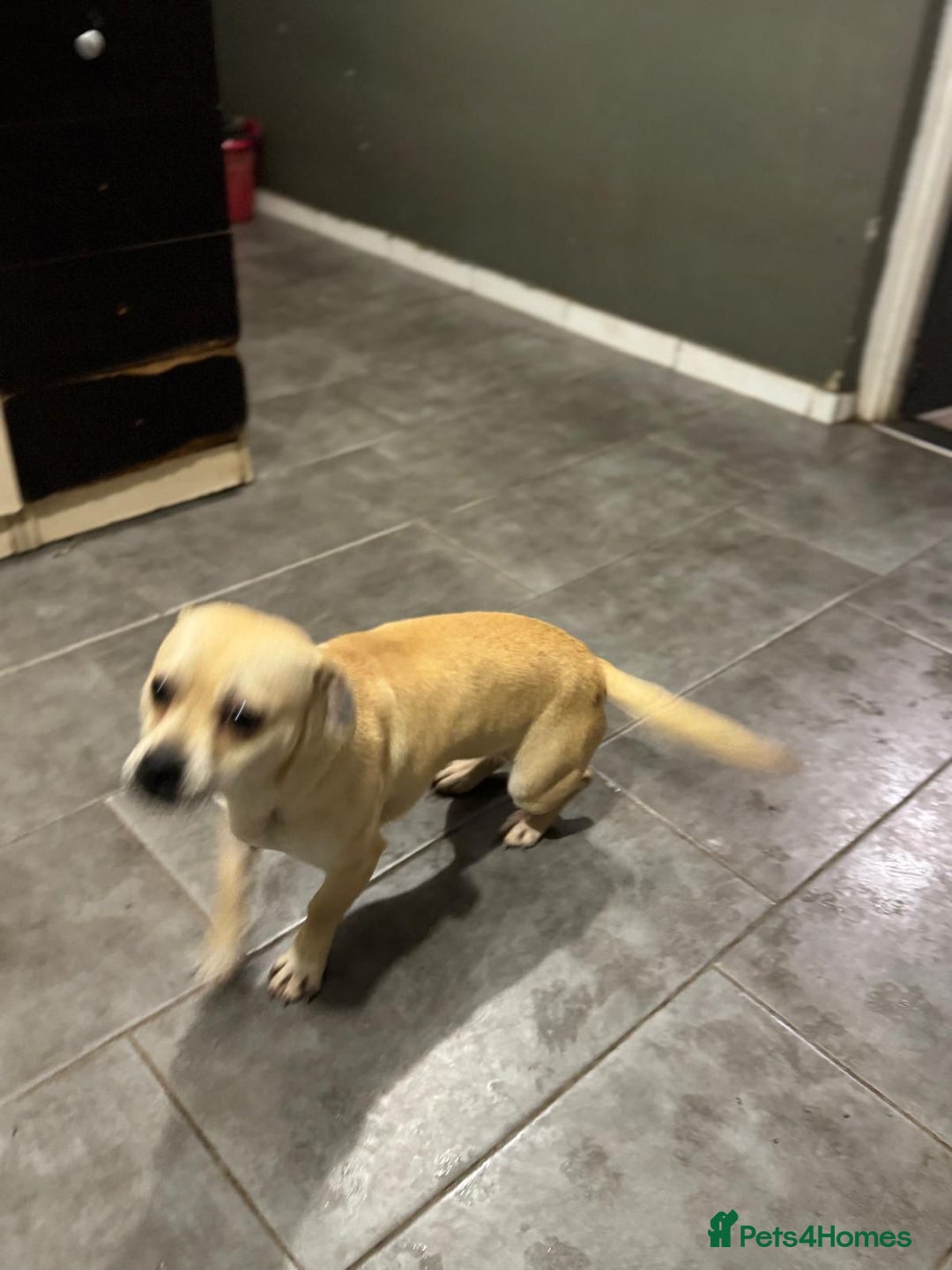 Mixed Breed dogs for adoption: Pretty Jamala ready for cuddles - Advert 19