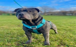 Staffordshire Bull Terrier dogs for sale: Blue StaffordshireBull Terrier Champion Pup - Image 9