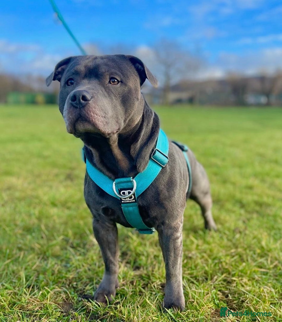 Staffordshire Bull Terrier dogs for sale: Blue StaffordshireBull Terrier Champion Pup - Image 9