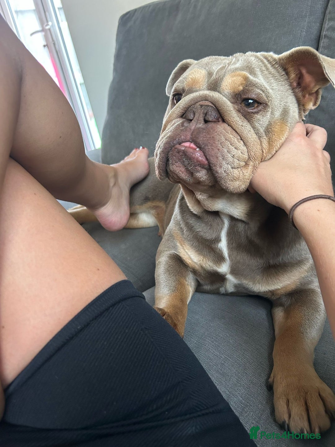 English Bulldog dogs for sale: English bulldog  - Image 4