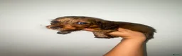 Miniature Dachshund dogs for sale: Stunning full fluffy miniature dachshunds - Advert 4