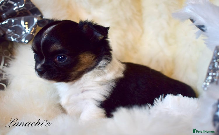 Chihuahua dogs - Advert 11