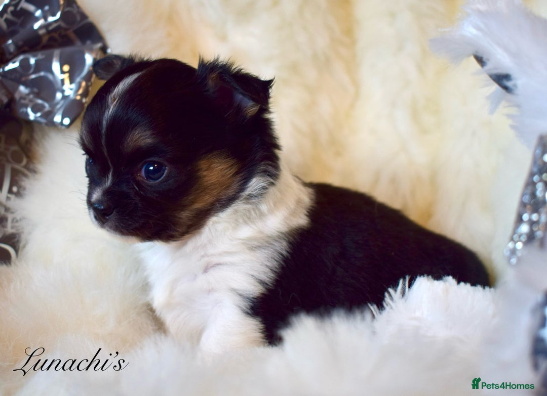 Chihuahua dogs for sale: Stunning long coat chihuahua puppies - Image 1