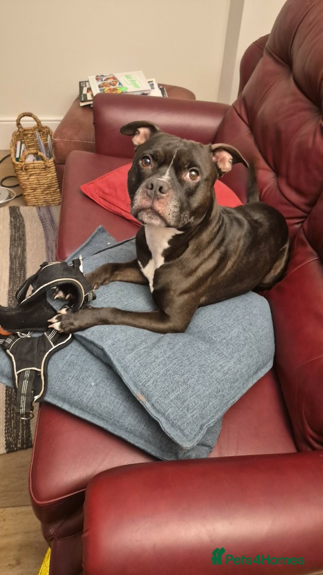 Staffordshire Bull Terrier dogs Baby boy needs a forever home  - Advert 9