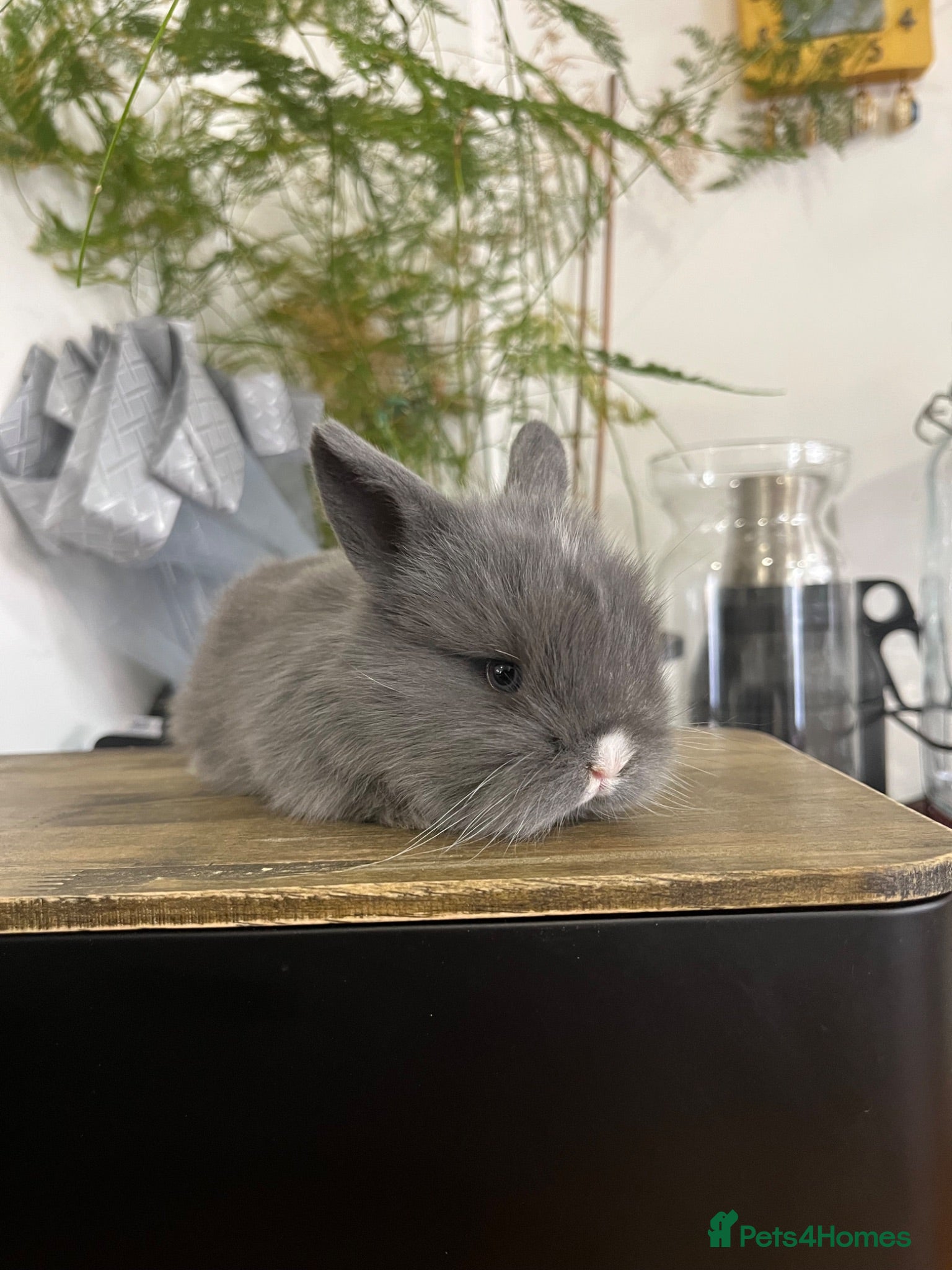 Mini Lion Lop rabbits  Beautiful Mini Lion Lop Bunnies  - Advert 16