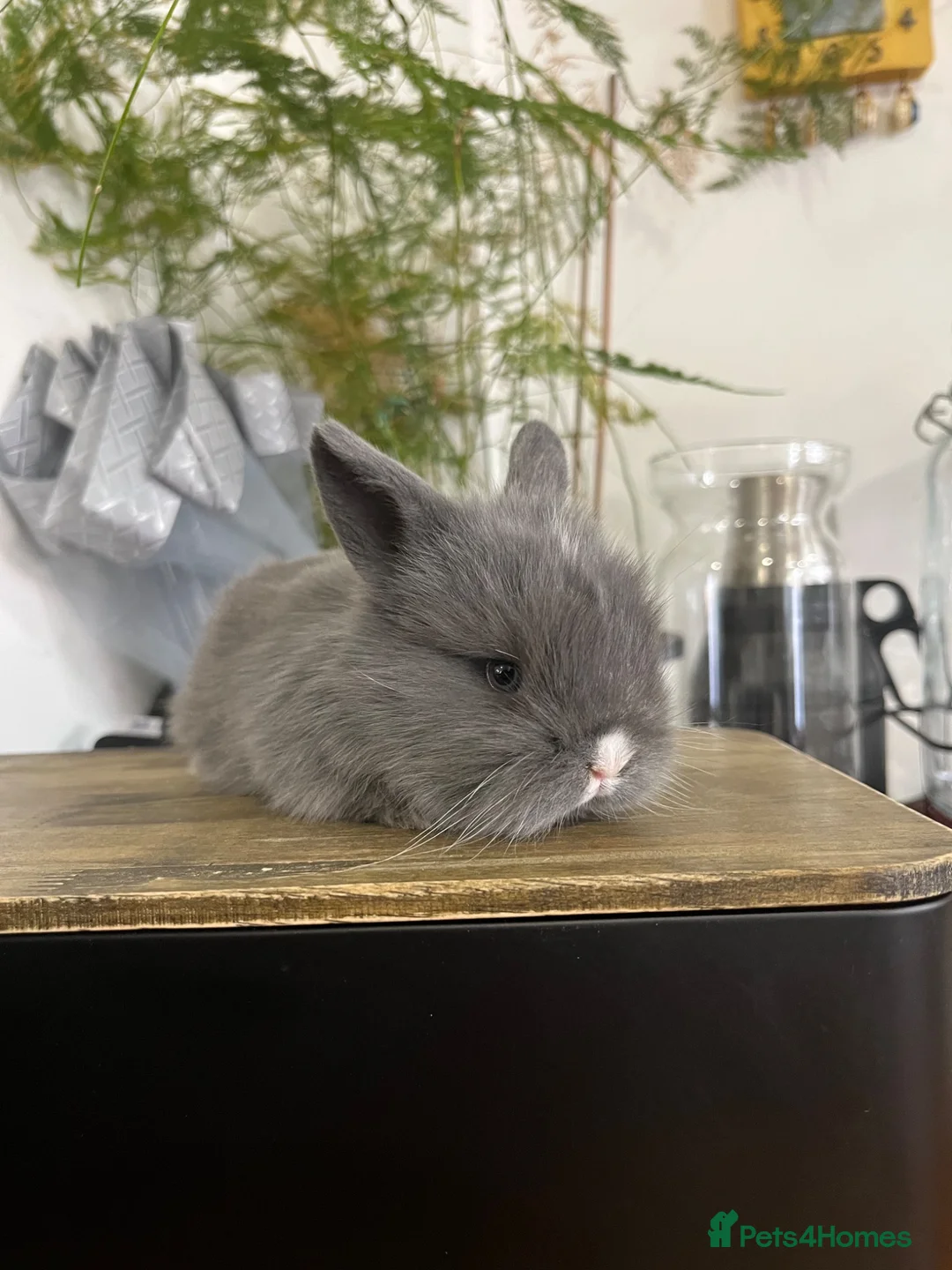Mini Lion Lop rabbits for sale:  Beautiful Mini Lion Lop Bunnies  - Advert 1