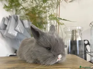 Mini Lion Lop rabbits Beautiful Mini Lion Lop Bunnies - Advert 1