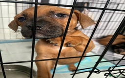 Mixed Breed dogs for sale: Long leg staff  - Image 2