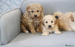 Cavapoochon dogs for sale: Cavapoochon puppies for sale - Advert 8