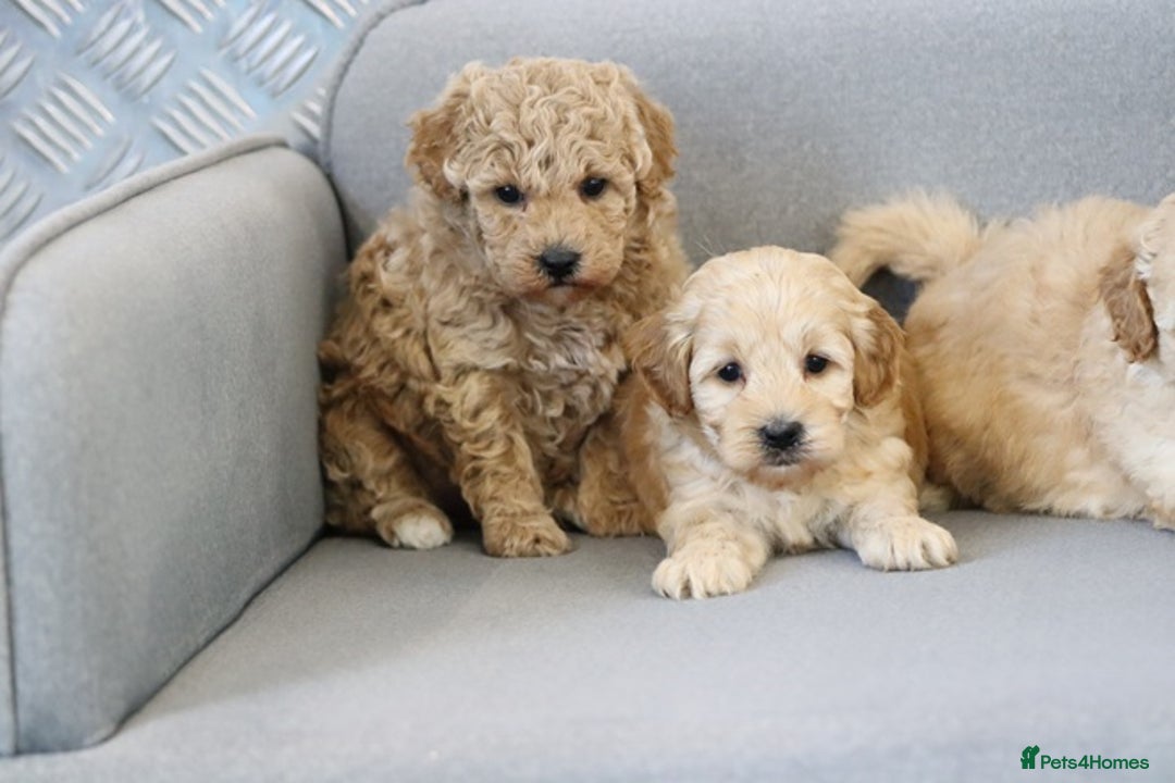 Cavapoochon dogs for sale: Cavapoochon puppies for sale - Advert 8