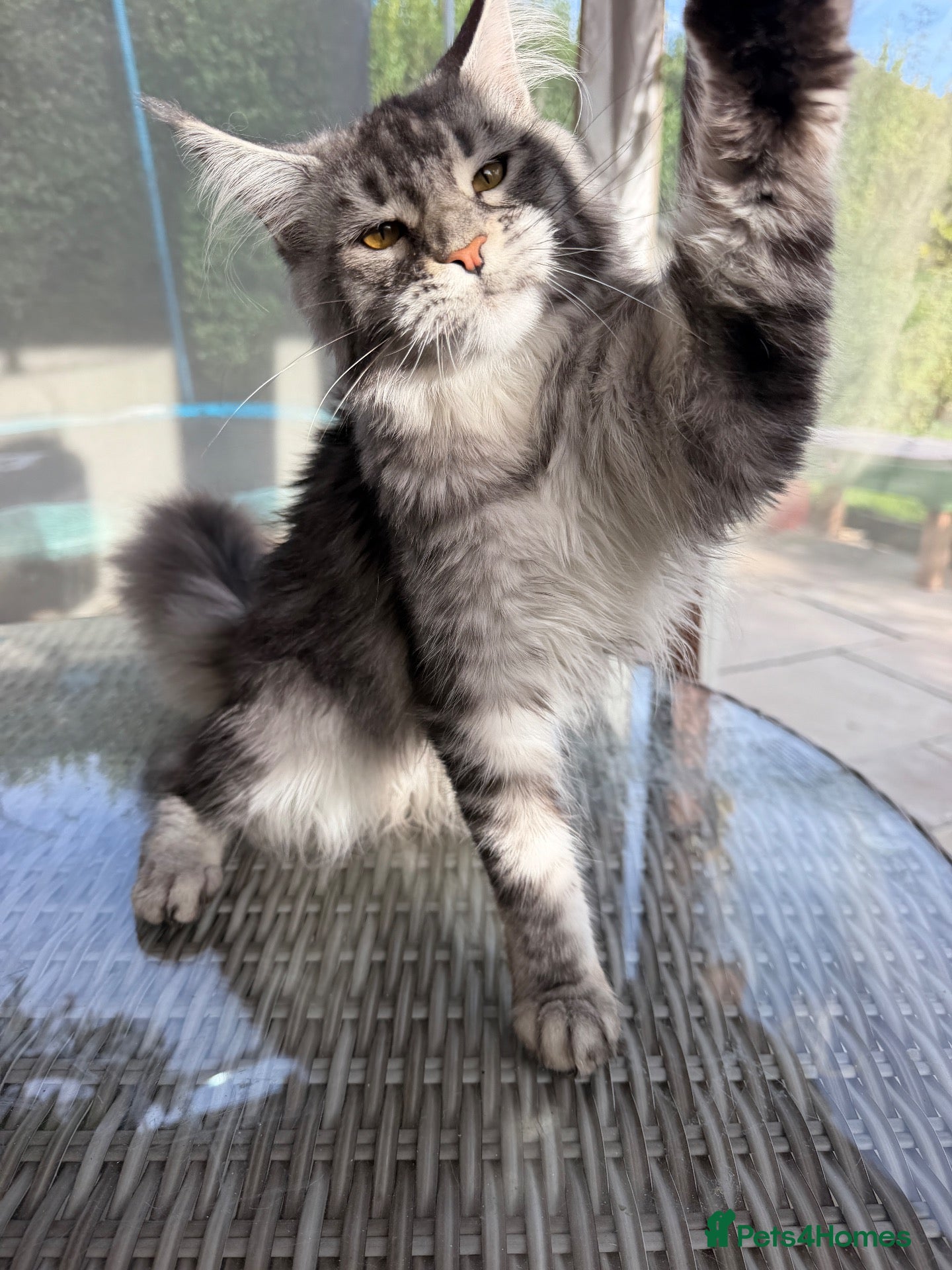 Maine Coon cats TICA Pedigree Maine coon🧬health tested - Advert 2