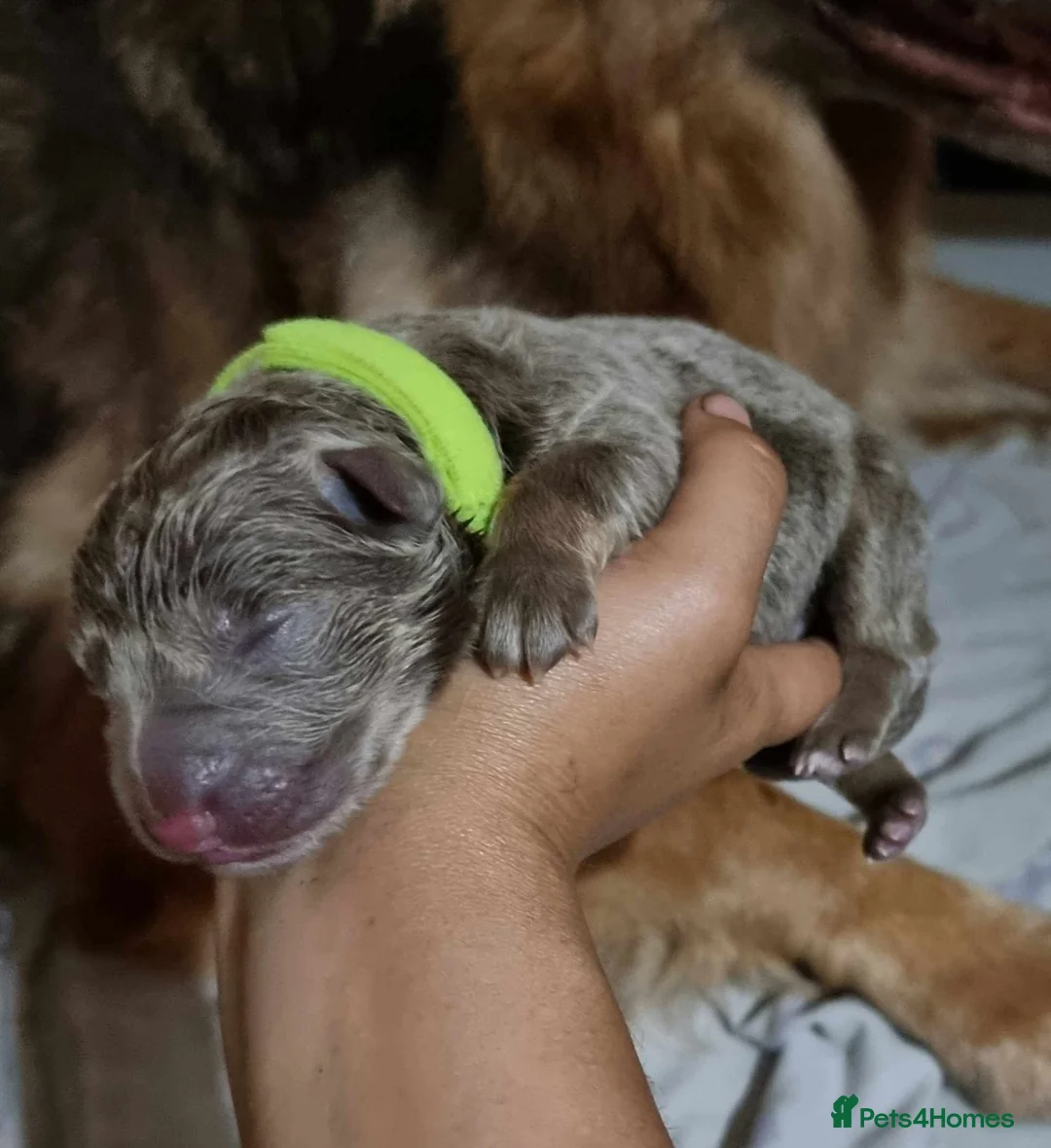 German Shepherd dogs for stud: PROVEN KC REG STRAIGHT BACK BLUE BICOLOUR in Redditch - Advert 10