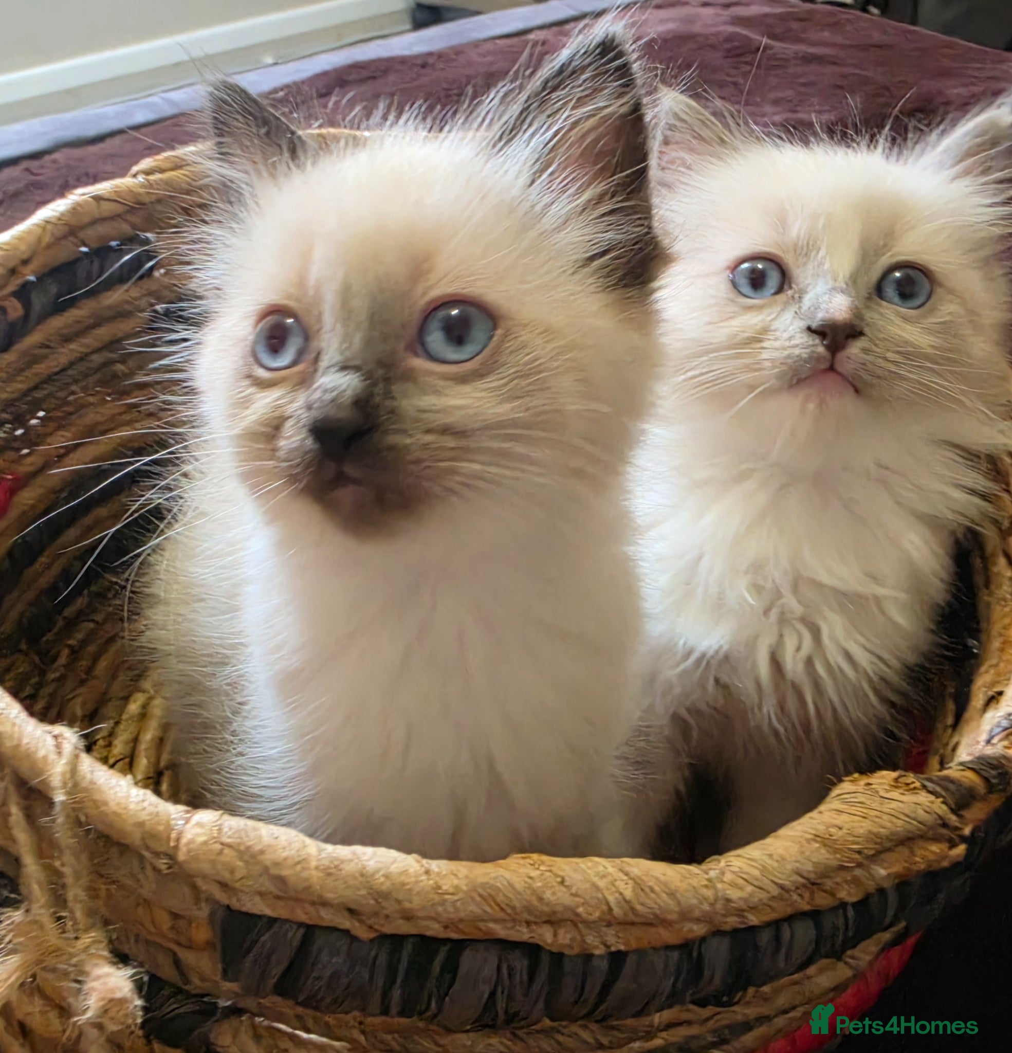 Ragdoll cats stunning  little  ragdoll  kittens  - Advert 4