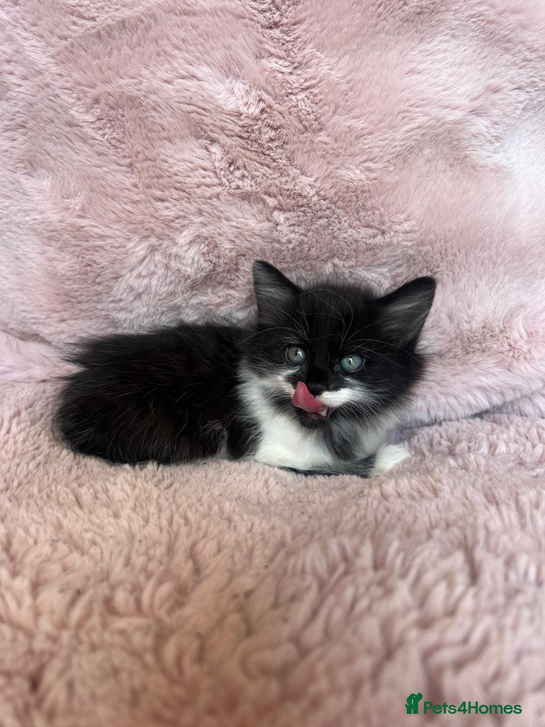 Mixed Breed cats for sale: Maine coon cross ragdoll kittens - Image 8