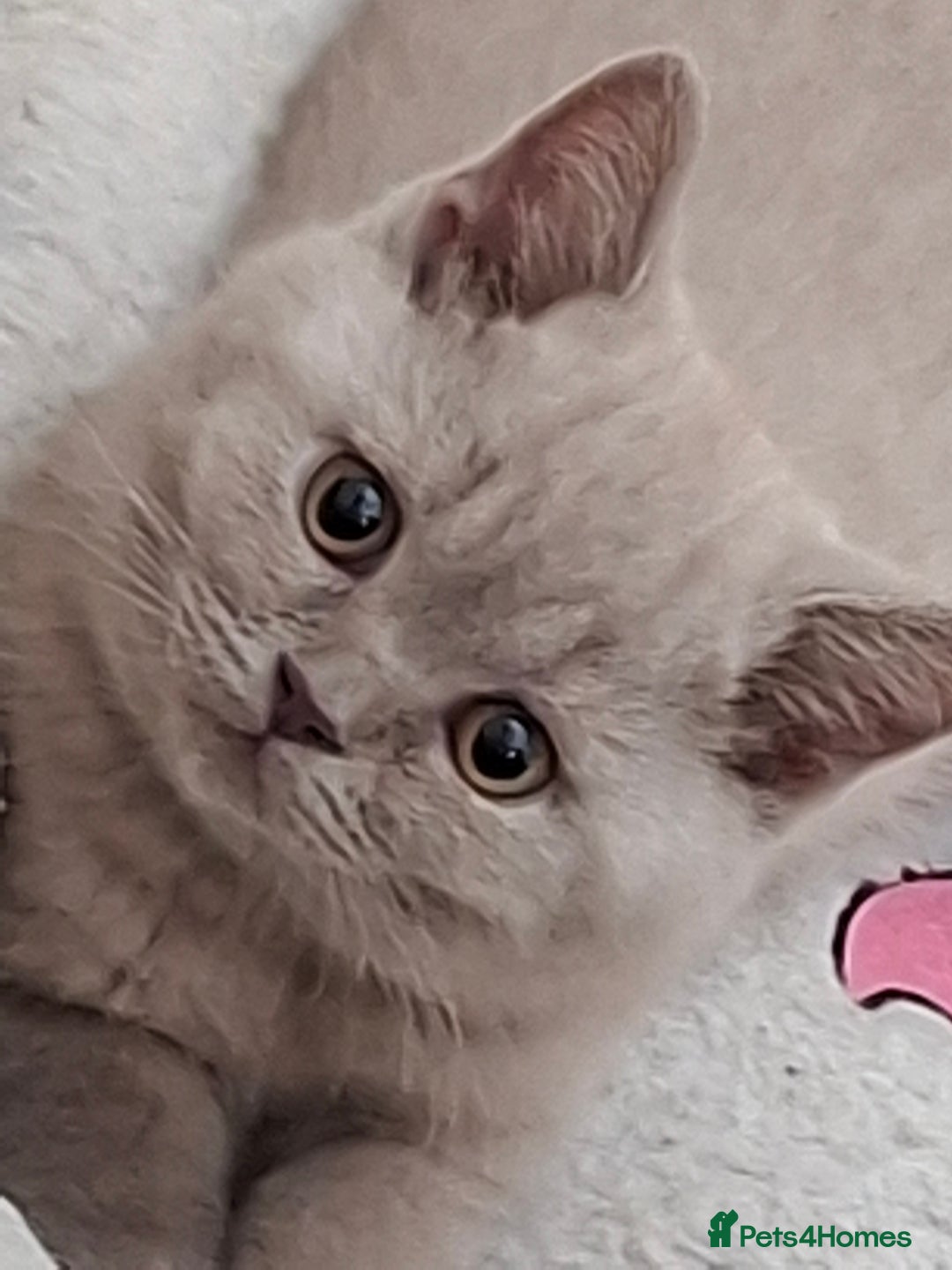 British Shorthair cats for sale: British Blue Short-hair 4 kittens for sale  - Image 19