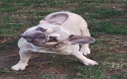 French Bulldog dogs for sale: French bulldog  - Image 6