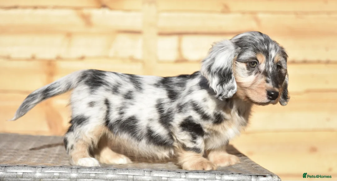 Dachshund dogs for sale: Adorable dachshund litter - Advert 10