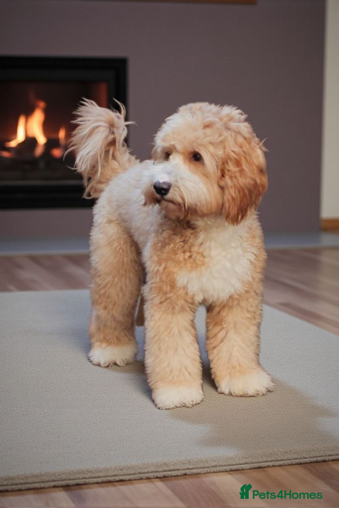 Labrador Retriever dogs for stud: Hip0/0 Elbow 0/0 Australian Labradoodle  - Advert 7