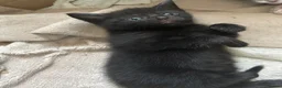 Domestic Shorthair cats for sale: 4 Beautiful Domestic Shorthair Kittens  - Advert 29