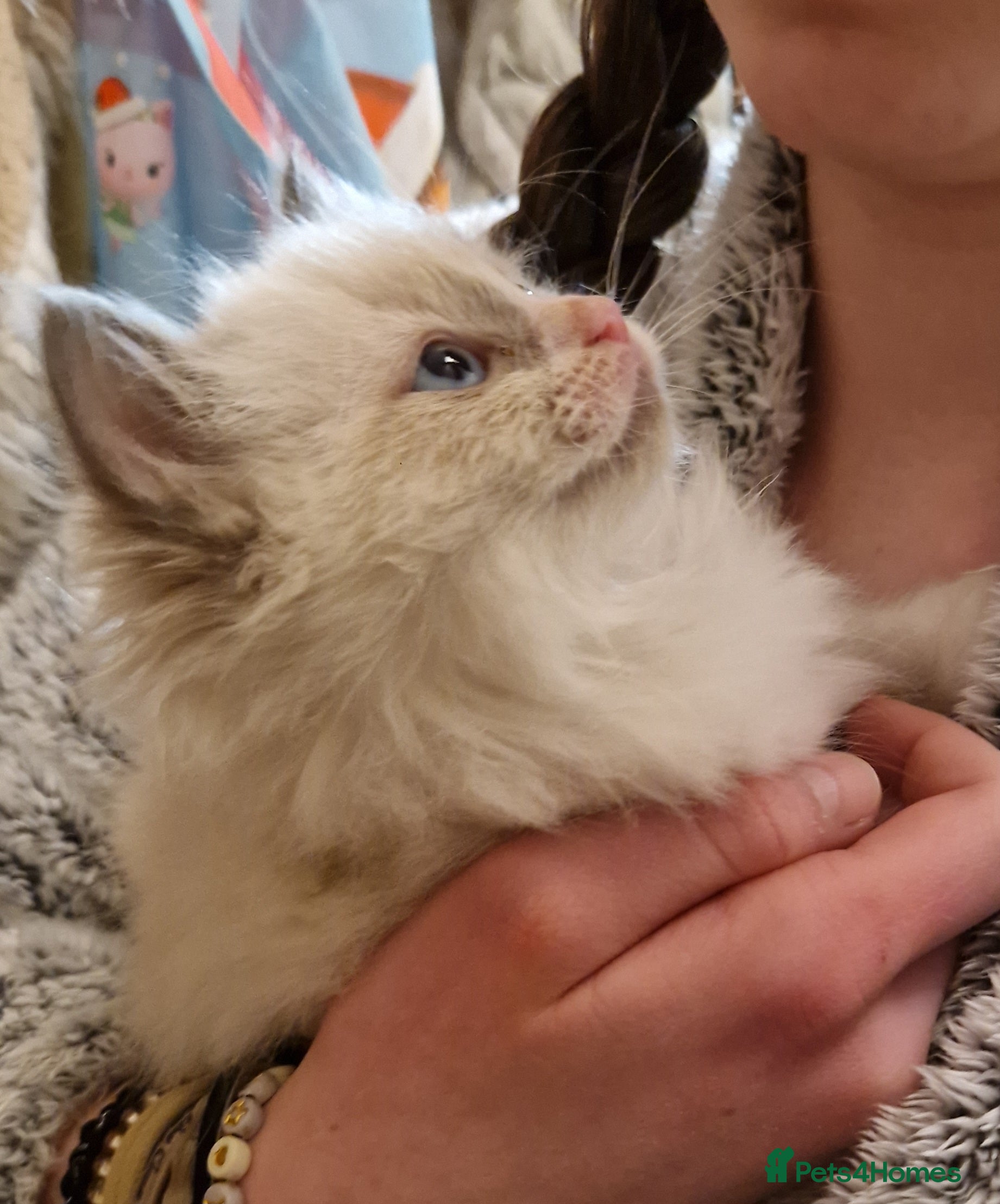 Ragdoll cats Pure Bred Ragdolls - Advert 7