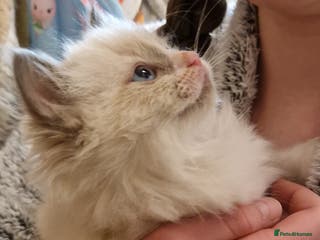 Ragdoll cats Pure Bred Ragdolls - Advert 9