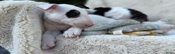 English Bull Terrier dogs for sale: Champion Bloodline English Bull Terrier Puppies - Advert 30