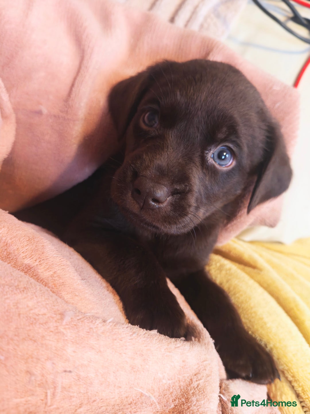 Labrador Retriever dogs for sale: Quality KC reg labs (Rare blue eyes!) - Advert 25