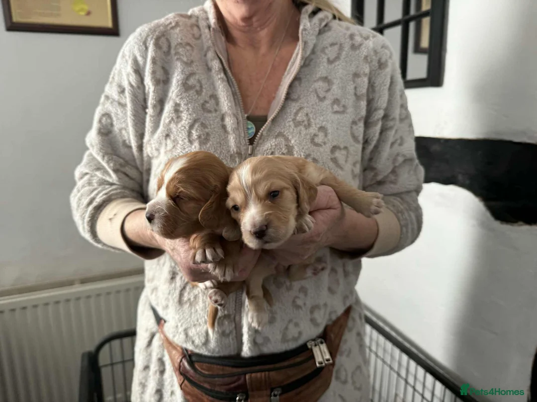 Cocker Spaniel dogs for sale: 1 Girl Re Available Cocker Spaniel - Advert 3