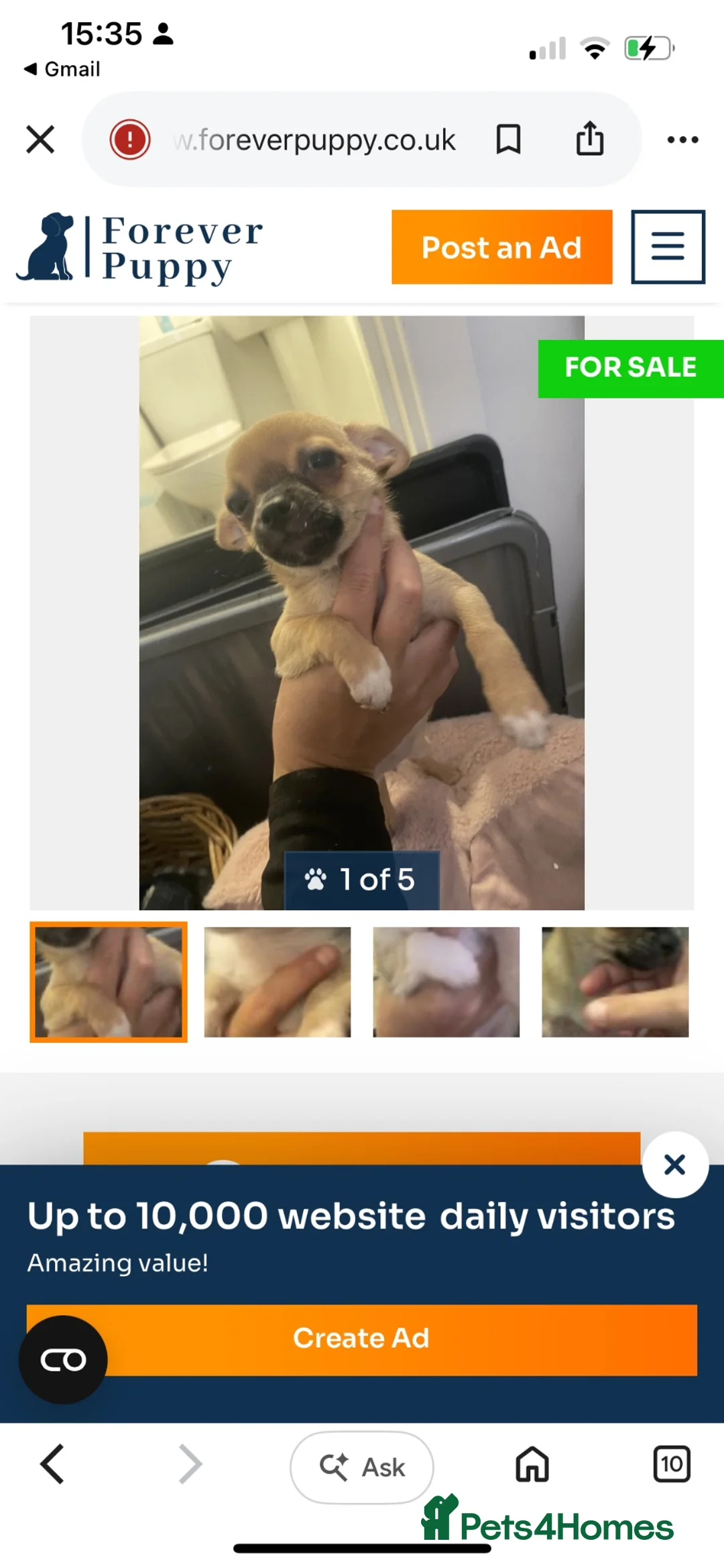 Chihuahua dogs for sale: Puppies for sale  - Advert 2