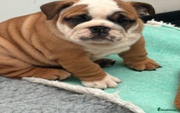 English Bulldog dogs for sale: Exceptional quality bulldogs  ( standard colour ) - Advert 3