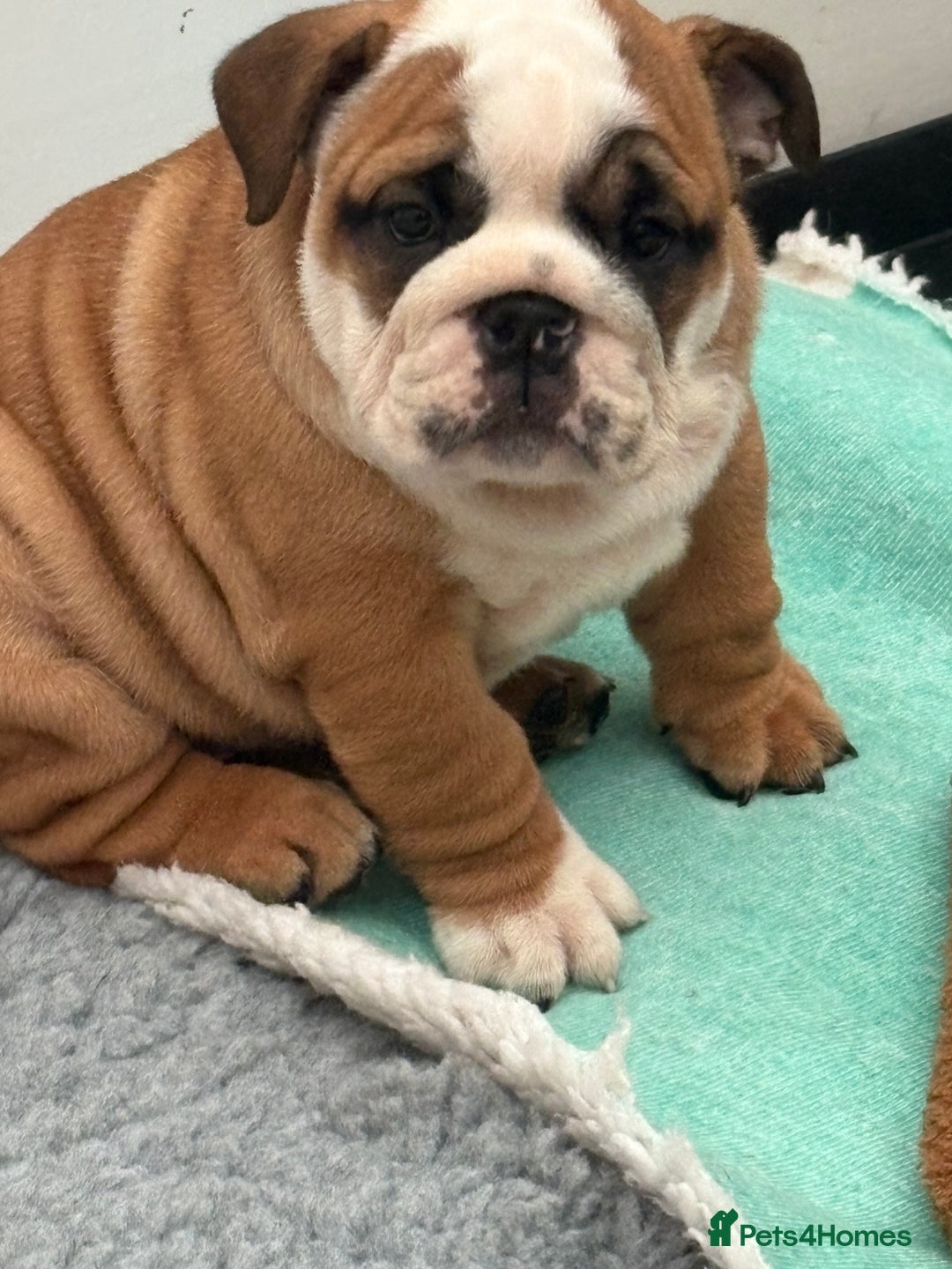 English Bulldog dogs for sale: Exceptional quality bulldogs  ( standard colour ) - Advert 3