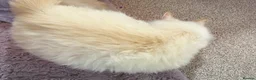 Ragdoll cats for sale: 4 Beautiful and Playful Ragdolls - Advert 35