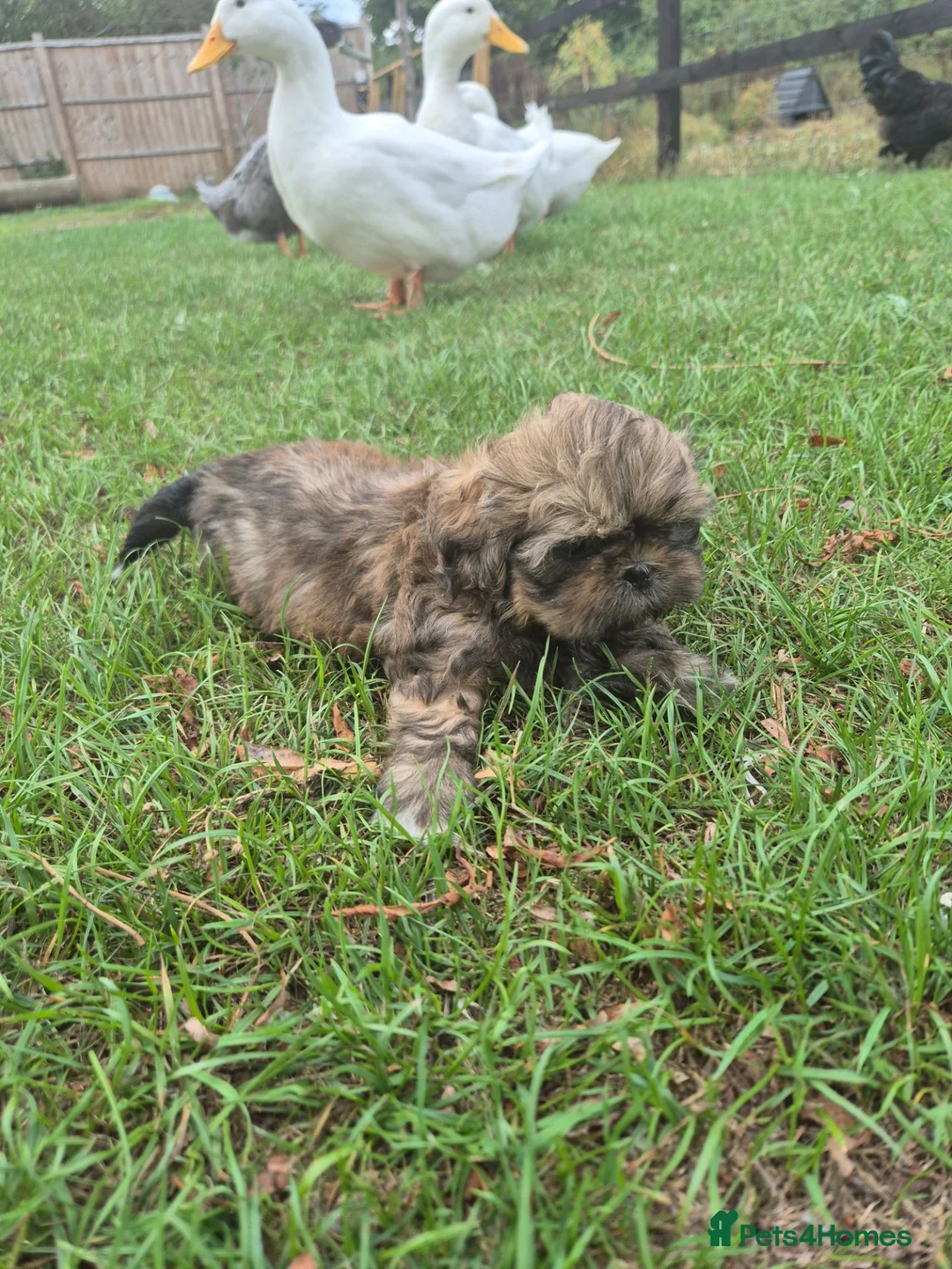 Shih Tzu dogs for sale: Shih Tzu Puppies - Advert 1