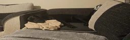 Labrador Retriever dogs for sale: 11 month old purebred drakeshead labrador. - Advert 7