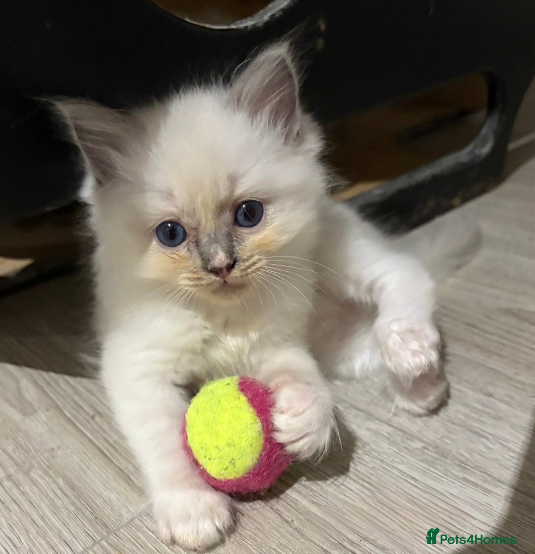 Ragdoll cats for sale: Last 2 beautiful boy blue mitted Ragdolls kittens  - Image 12