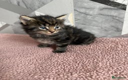 Mixed Breed cats for sale: 4 beautiful kittens  - Image 4