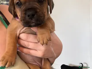 Mixed Breed dogs Cockerbull puppies born 16th March - Advert 2