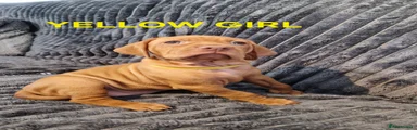 Hungarian Vizsla Puppy 4