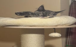 Maine Coon cats for sale: 25% OFF PURE MAINE COONS FROM CHAMPION BLOODLINE! - Image 20