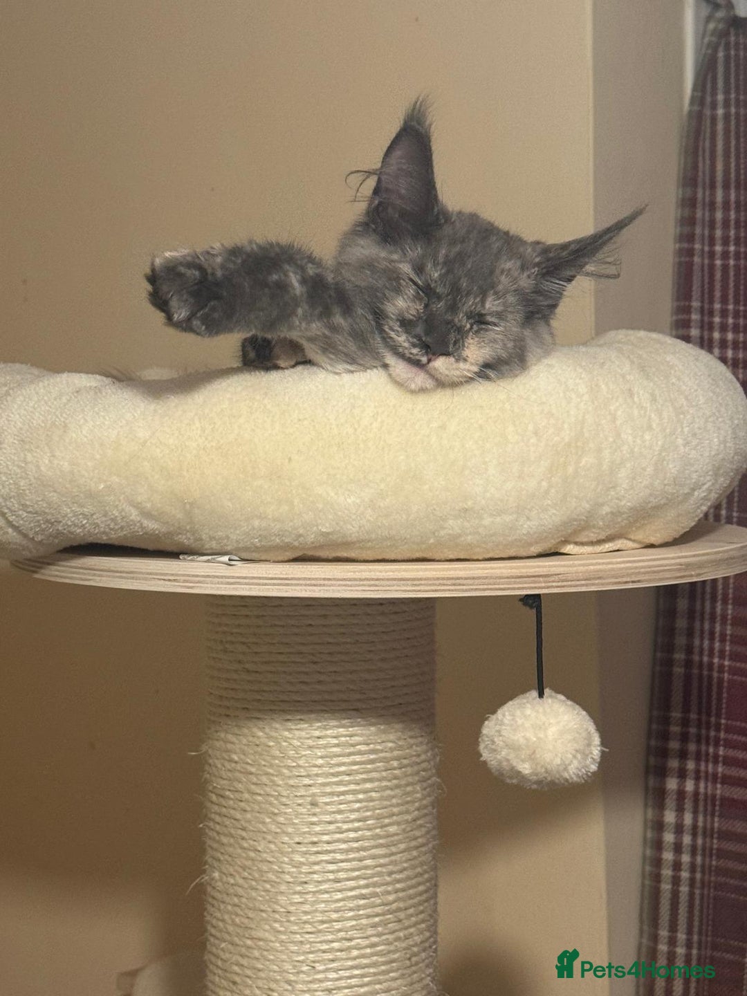 Maine Coon cats for sale: 25% OFF PURE MAINE COONS FROM CHAMPION BLOODLINE! - Image 20