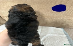 Cockapoo dogs for sale: Outstanding Cockapoos Puppies. 4 boys💙 2 girls 💗 - Image 8